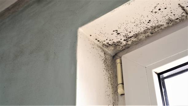 Best Mold Documentation for Insurance Claims  in Waterflow, NM